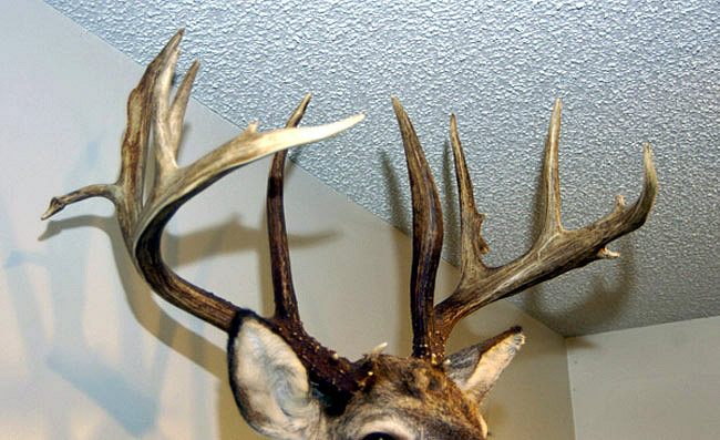 deer head